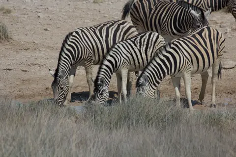 2016-Namibia-0058-2.jpg