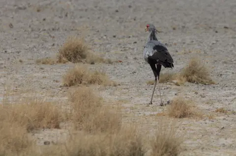 2016-Namibia-0117-2.jpg