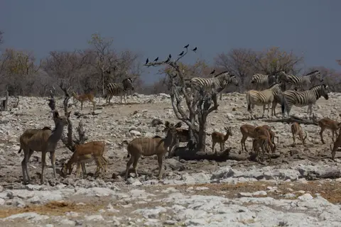 2016-Namibia-0180-2.jpg