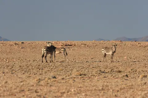 2016-Namibia-0190.jpg