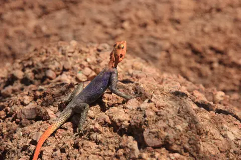 2016-Namibia-0479.jpg