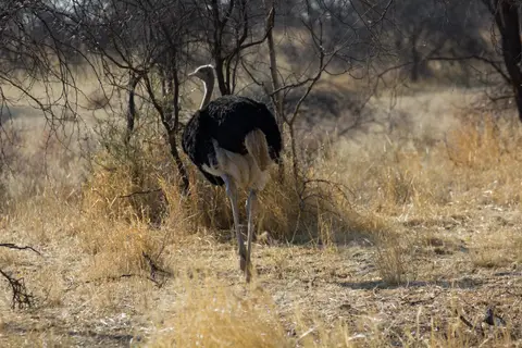 2016-Namibia-0620.jpg