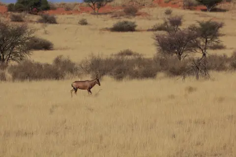 2016-Namibia-8918.jpg