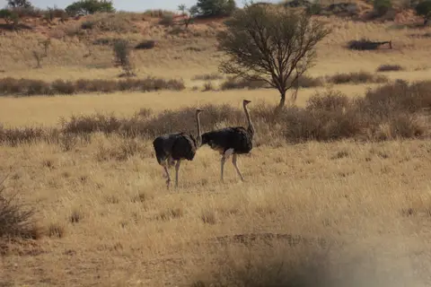 2016-Namibia-8933.jpg