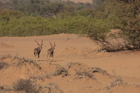 2016-Namibia-9324.jpg