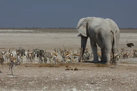 2016-Namibia-9647.jpg