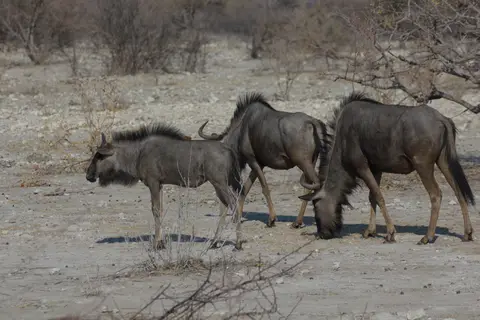2016-Namibia-9686.jpg