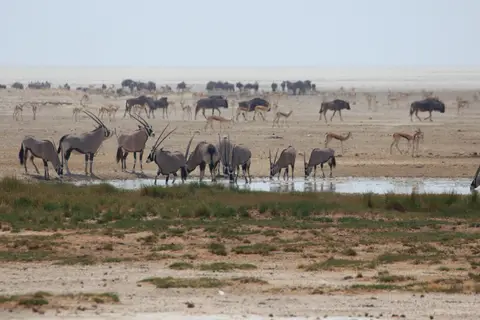 2016-Namibia-9793.jpg