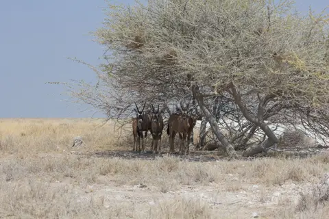 2016-Namibia-9799.jpg
