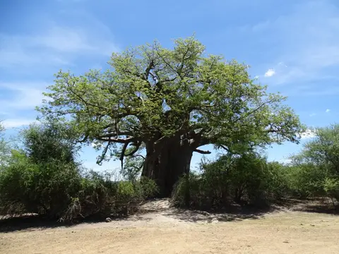 Baobab.jpg