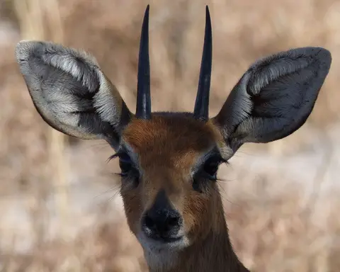 hd64f45d.JPG