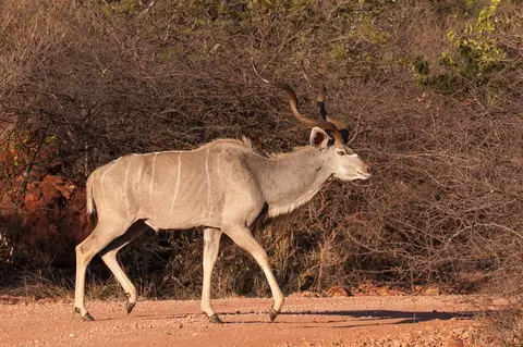 0057namibiaWST_6692-2.jpg