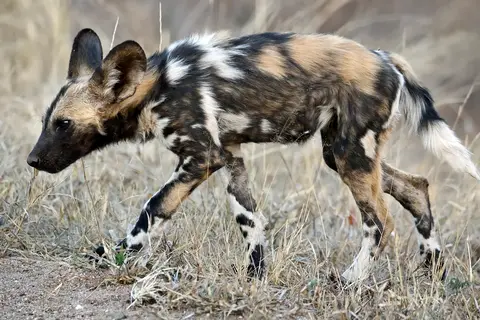 17_wilddog.JPG