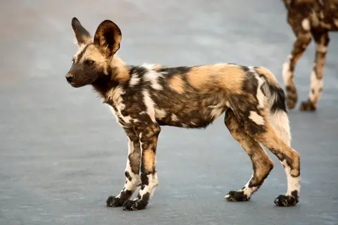 21_wilddog.JPG