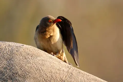 3_vogel.JPG