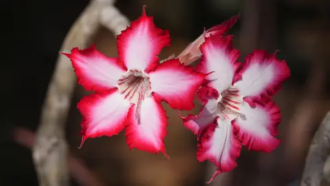 6a_blumen.JPG