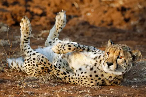cheeta_liegt.jpg