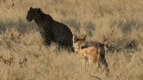 leopardschakal.jpg
