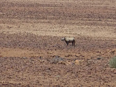 rhino-crowtherstrail.jpg