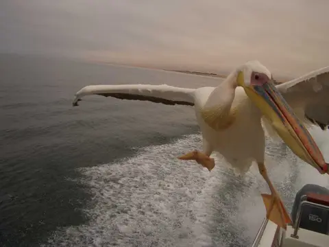 CIMG03922-Pelican.JPG