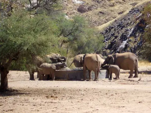 CIMG0786cu-DrinkingElephants.jpg