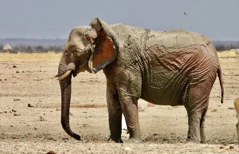 elephantEtosha9-2025.jpg