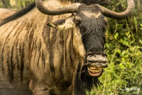 9199B729-B352-4664-9FF4-64D919B269F2.jpeg