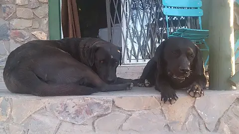 5hund2.jpg