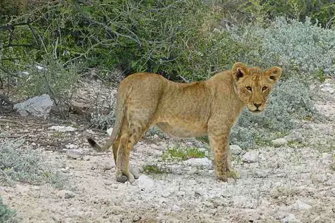 Etosha_LionCub1.jpg