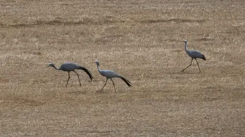2026SACapetoKTP0564158.1BlueCrane.jpg