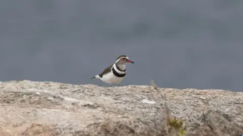 2026SACapetoKTP0665126.5ThreebandedPlover.jpg
