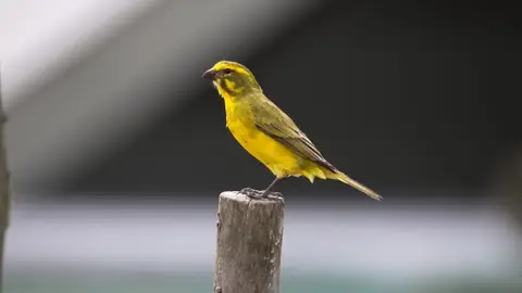 2026SACapetoKTP0669456.3YellowCanary.jpg