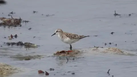 2026SACapetoKTP0674130.1LittleStint.jpg