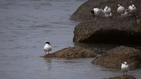 2026SACapetoKTP0680076.4SandwichTern.jpg