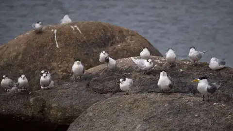 2026SACapetoKTP0682076.6GreaterCrestedTern.jpg