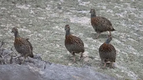 2026SACapetoKTP06910164.2Grey-wingedFrancolin.jpg