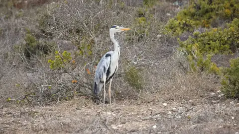 2026SACapetoKTP0703094.1GreyHeron.jpg