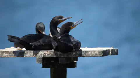 2026SACapetoKTP1016084.1CapeCormorant.jpg
