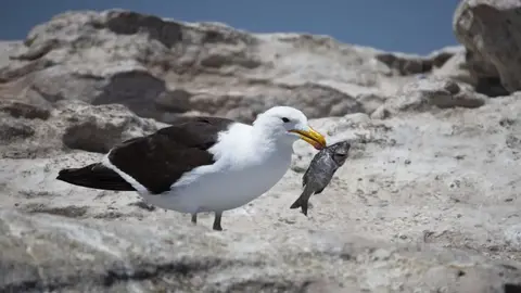 2026SACapetoKTP1034074.1KelpGull.jpg