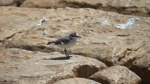 2026SACapetoKTP1200128.1WhitefrontedPlover.jpg