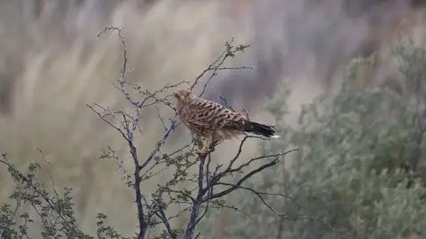 2026SACapetoKTP1524A210.2GreaterKestrel.jpg