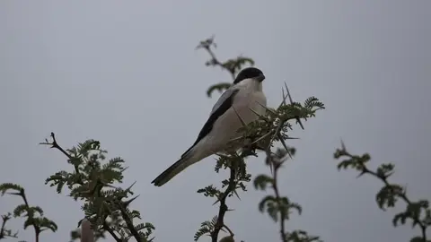 2026SACapetoKTP1622390.4LesserGreyShrike.jpg