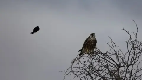 2026SACapetoKTP1769208.2LannerFalcon.jpg