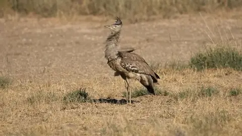 2026SACapetoKTP1890e156.2KoriBustard.jpg