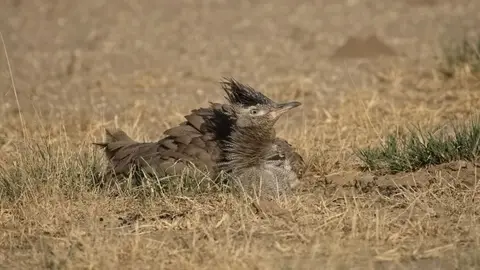 2026SACapetoKTP1892156.2KoriBustard.jpg
