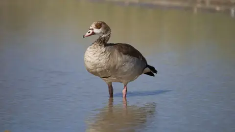 2026SACapetoKTP2050108.3EgyptianGoose.jpg