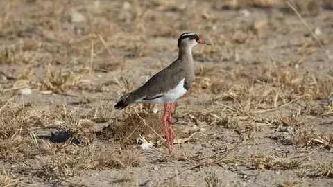 2026SACapetoKTP2066150.1BronzeWingedCourser.jpg