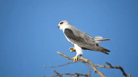 2026SACapetoKTP2145194.2Black-shoulderedKite.jpg