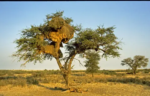 Namibia036-2.jpg