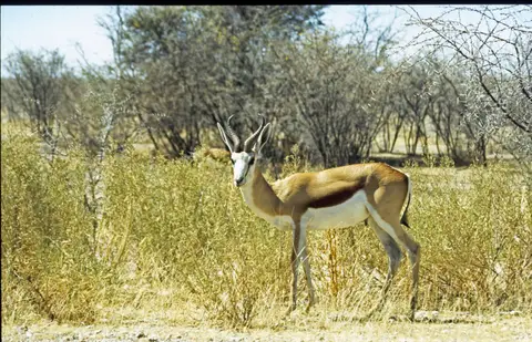 Namibia6088.jpg